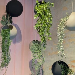 AYTM Globe Hanging Flowerpot - Small (Order Quantity: 4) 26 AYTM Globe Hanging Flowerpot - Small (Order Quantity: 4) -Danish Design Store 0001 PXL 20250303 101305747.MPg aeed6dcf a6c5 426f 86a8 8d1088367211