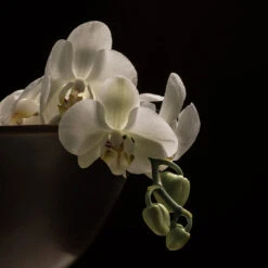 Pavot Bowl -Danish Design Store 0016 Audo Pavot Bowl 1