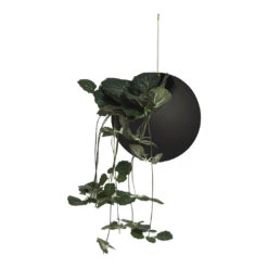AYTM Globe Hanging Flowerpot - Small (Order Quantity: 4) 25 AYTM Globe Hanging Flowerpot - Small (Order Quantity: 4) -Danish Design Store 509510002011 GLOBE hanging flowerpot black 7xH15 4cm with plant