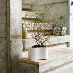 Artek Riihitie Plant Pot - Shape A -Danish Design Store Artek Aalto Riihitie Plant Pot Small White Photo Zara Pfeifer