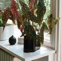 Artek Riihitie Plant Pot - Shape A -Danish Design Store Riihitie Plant Pot A dark brown 3