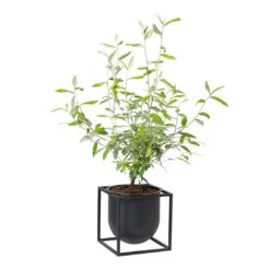 Kubus Flowerpot 29 Kubus Flowerpot -Danish Design Store byLassen Kubus Flowerpot 14 black plant 300 a275121d 32b5 46ba 892b bd7fe82e138b